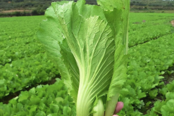 <strong>芥菜種植可以鋪設遮陽網嗎，有哪些好處?</strong>