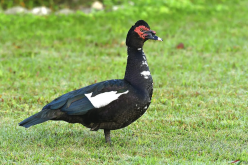 <strong>次粉可以作為番鴨飼料嗎，有哪些好處?</strong>