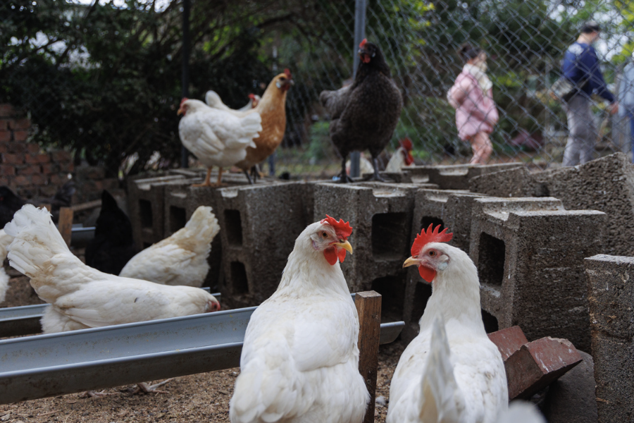 伊沙褐雞的飼料中可以加入豆粕嗎，有哪些好處？