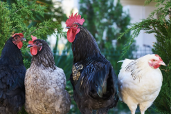 <strong>伊沙褐雞的飼料如何搭配，可以提高產蛋效率？</strong>