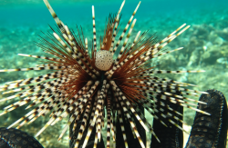 <strong>北方球海膽（Echinothrix calamaris）的捕撈通常涉及到潛水員或漁民</strong>