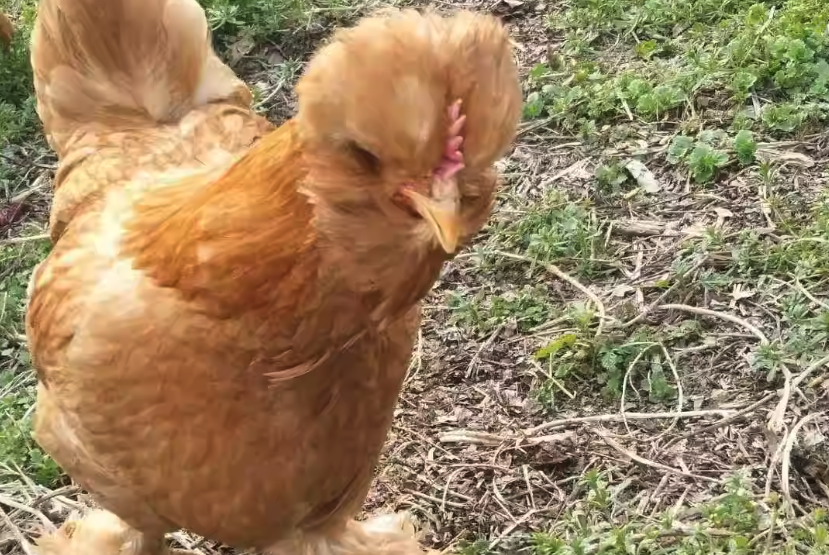 中華宮廷黃雞如何飼養，有哪些技巧?