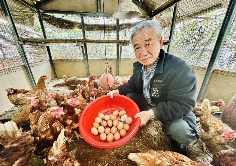 蛋氨酸添加到蛋雞飼料中有什么好處?