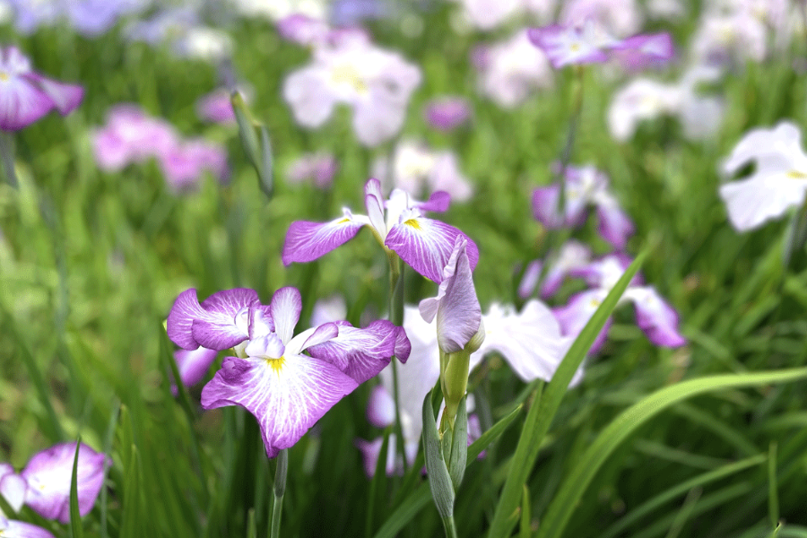 花菖蒲怎么繁殖，有哪些方式？