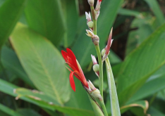 <strong>大花美人蕉有哪些形態(tài)特點，主要分布在哪些地區(qū)?</strong>