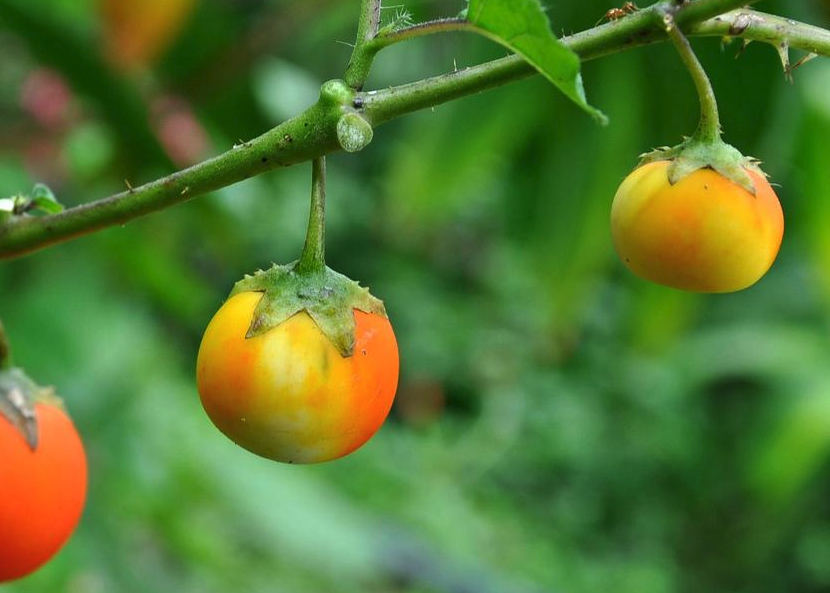 抗早疫病番茄有什么特點和優(yōu)勢?