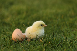 <strong>小雞踝關節腫大飼料中加入尼克酸有哪些好處？</strong>