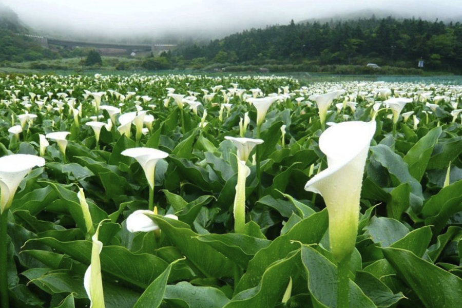 海芋是什么植物，有什么生態習性?