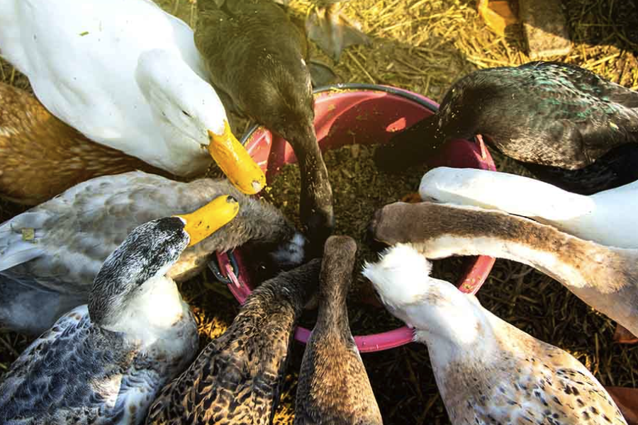 鴨子飼料中的水解羽毛粉是怎么處理的？