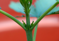 <b>大白菜腋芽怎么進行培養?</b>