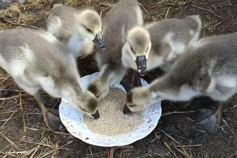 鵝飼料中青綠飼料占比控制在多少最好?