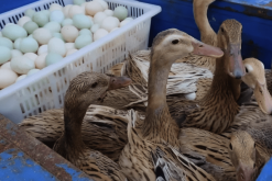 <strong>產蛋高峰期的鴨飼料怎么配制</strong>