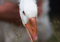 <strong>灰菜加入到鵝飼料中有哪些好處?</strong>