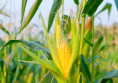 <strong>玉米種植高密度對產量有哪些影響?</strong>