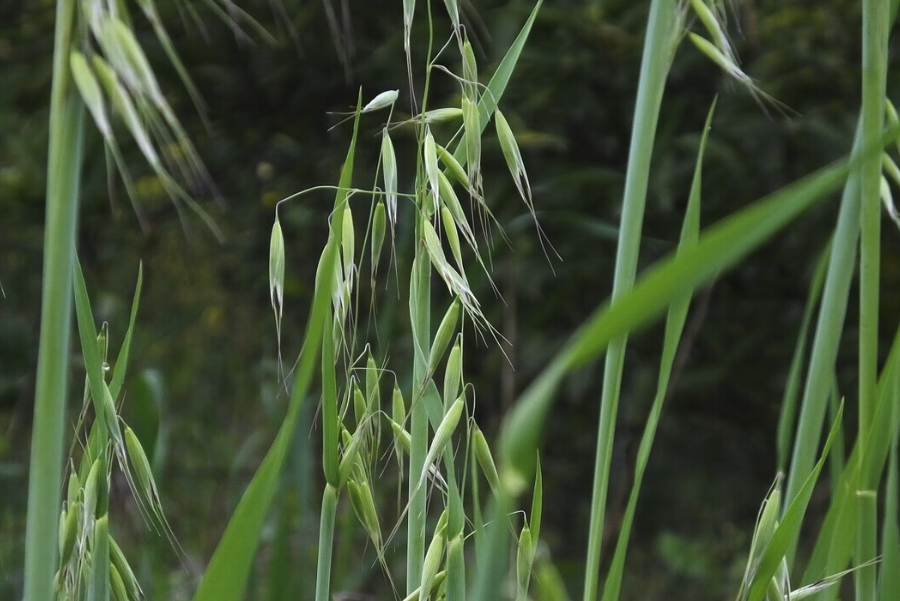 野燕麥出現白粉病是什么原因？