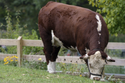 <strong>成年奶牛泌乳期飼料配方是什么樣的？</strong>