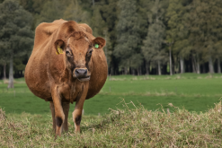 <strong>牛飼料中的礦物質飼料主要包括哪些？</strong>