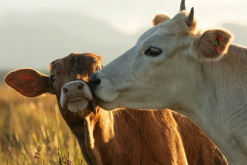 <strong>牛的動物性蛋白質飼料主要包括哪些？</strong>