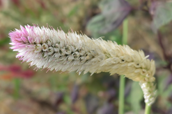 <strong>蒿秕是什么植物，作為牛飼料有什么好處？</strong>