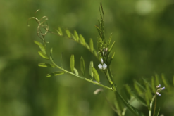 <strong>野豌豆的種植方法和準(zhǔn)備條件?</strong>