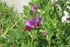 <strong>野豌豆加入到羊飼料中有哪些好處？</strong>