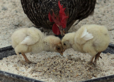 <strong>雞飼料中血粉和花生餅搭配有哪些好處?</strong>