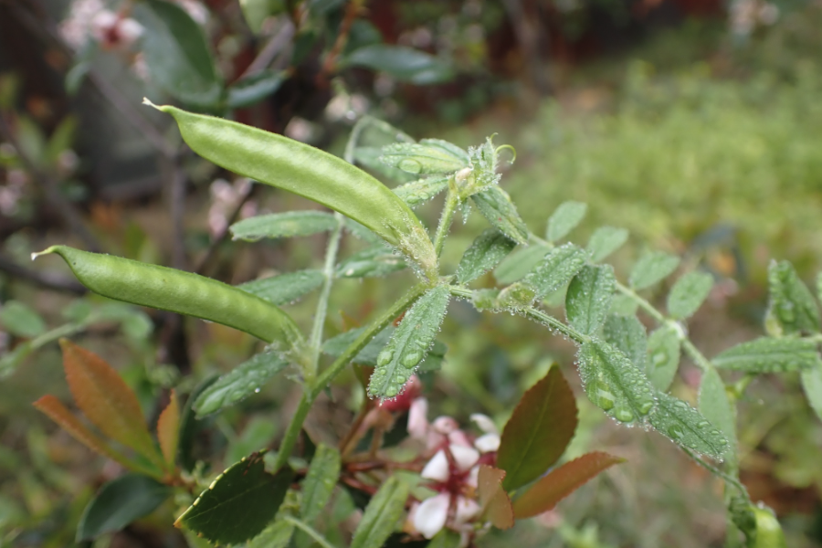 野豌豆是什么植物，有哪些形態(tài)特點(diǎn)?