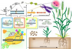 <strong>植物基因轉化受體系統怎么建立？</strong>