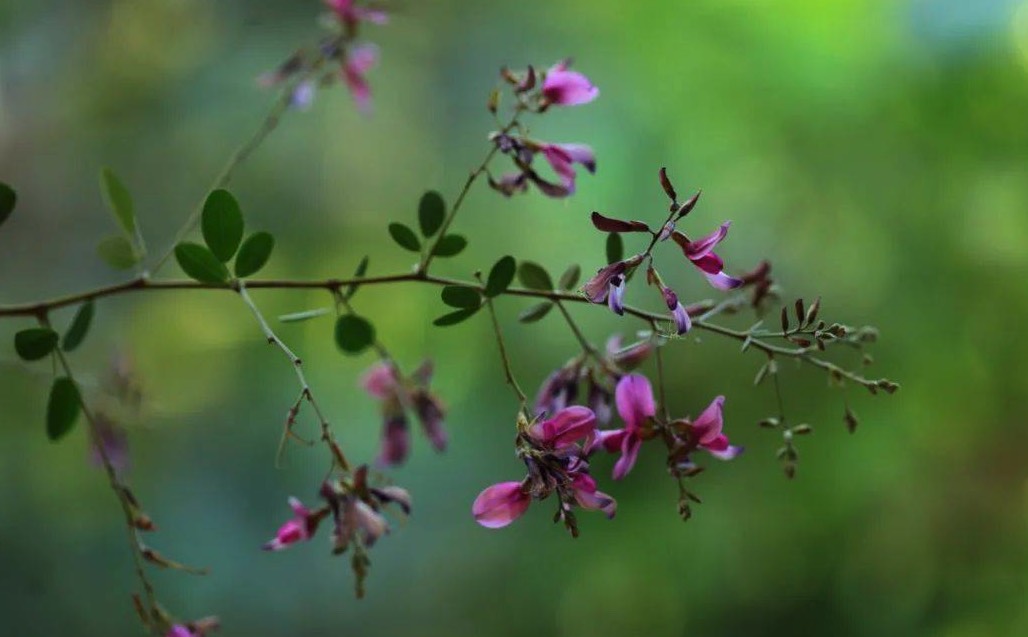 胡枝子是什么植物，有哪些形態特點？