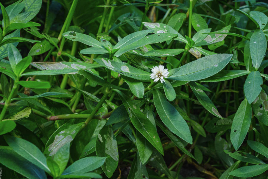 反枝莧的種植方法介紹?