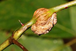 <strong>豌豆通過根癌農桿菌遺傳轉化有什么好處？</strong>