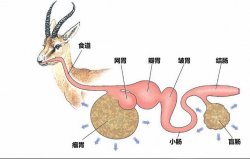 <strong>鹿的瘤胃微生物消化是怎么樣的過程？</strong>