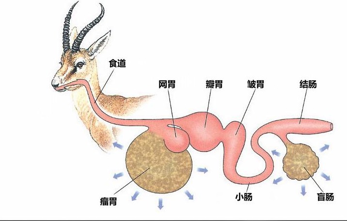 鹿的瘤胃微生物消化是怎么樣的過程？