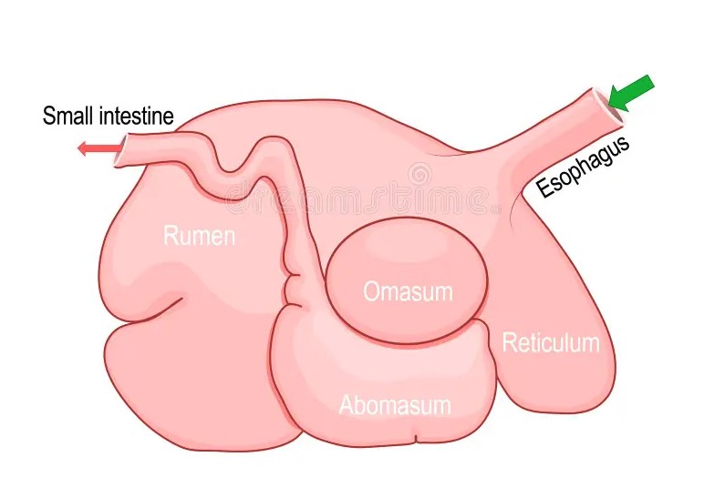 鹿的瘤胃微生物消化是怎么樣的過程？