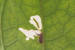 <strong>煙草芽蛾是什么昆蟲，有哪些形態(tài)特點</strong>