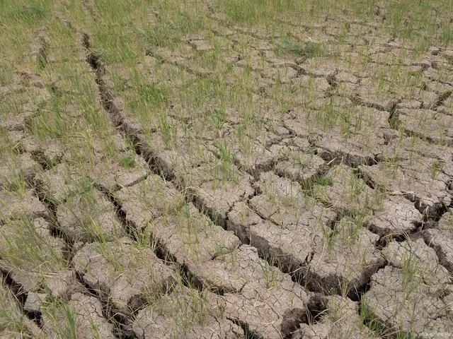 花盆土硬結？6個步驟教你輕松解決！