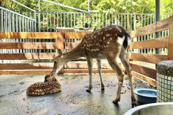 <strong>配種期的公鹿飼料中加入大蔥有什么好處?</strong>