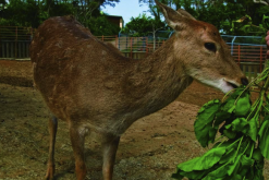 <strong>馬鹿配種期對(duì)飼料有什么要求?</strong>