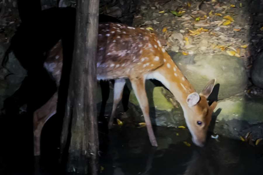 公鹿生茸期對(duì)與飼料的要求是什么樣的?