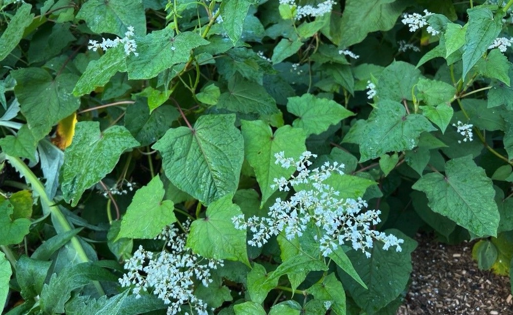 山蕎麥的種植方法和準備條件 ？