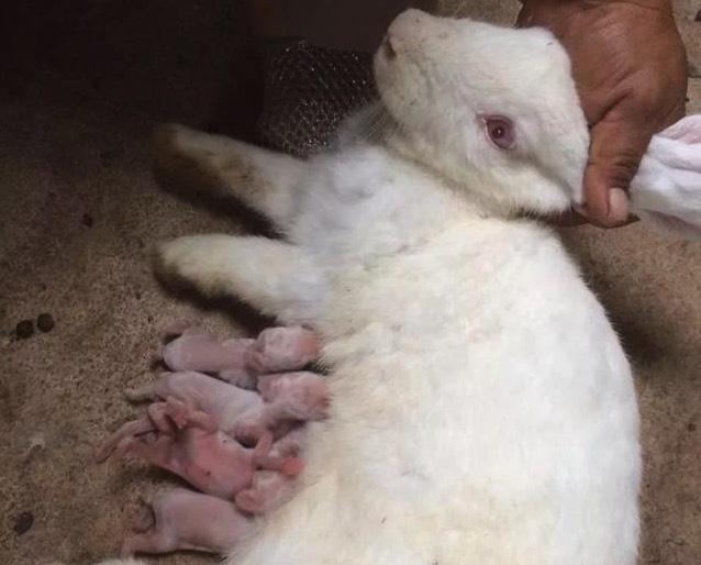 泌乳母兔增加多汁飼料有什么好處 ？