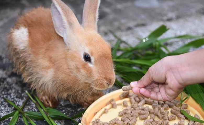 肉兔飼怎么降低粗纖維水平 ？