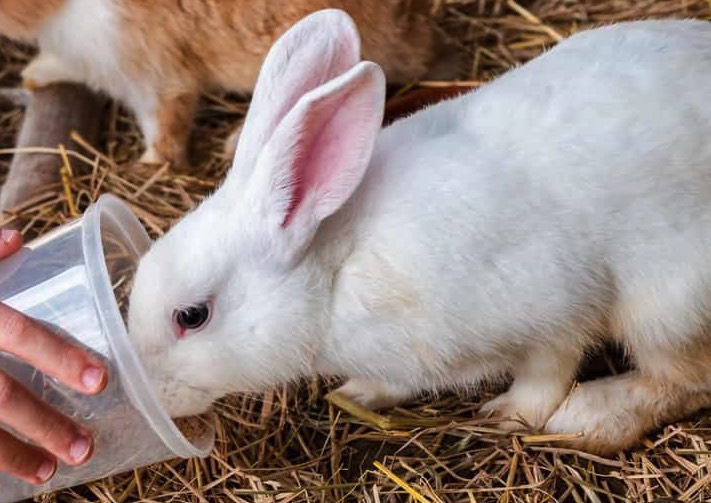 肉兔飼怎么降低粗纖維水平 ？