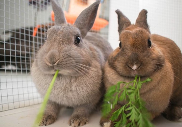 家兔飼料中的添加劑有哪些 ？