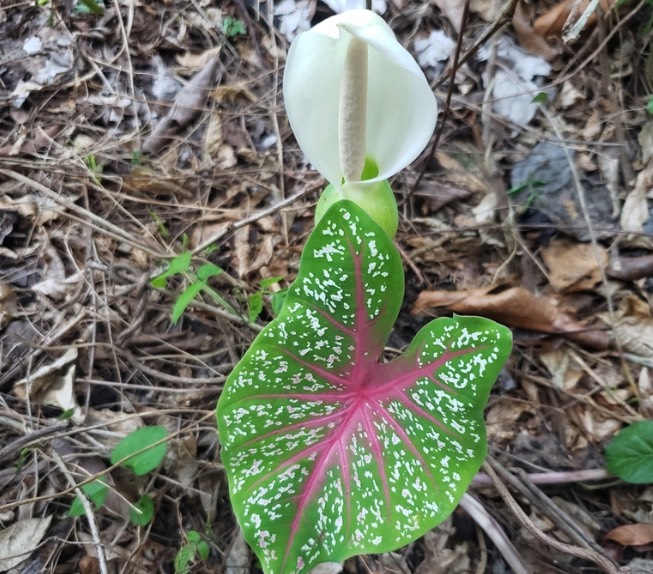 五彩芋怎么收集種子和進行處理 ？