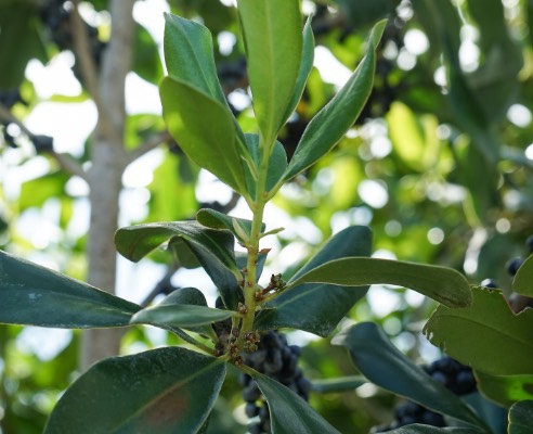 蔓竹杞是什么植物，有哪些形態(tài)特點 ？