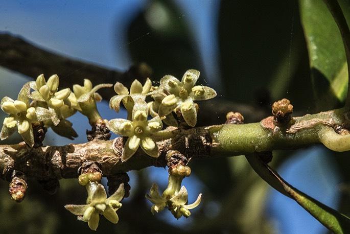 蔓竹杞對生長環(huán)境有什么要求，花期在什么時候 ？