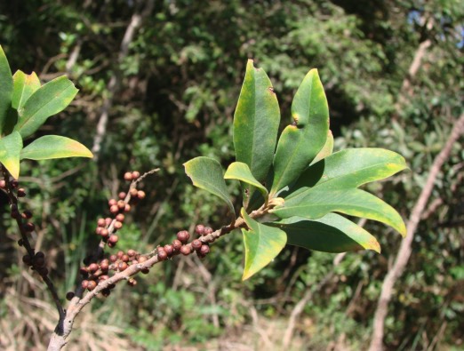 蔓竹杞有哪些生態(tài)習性，分布在什么地區(qū) ？