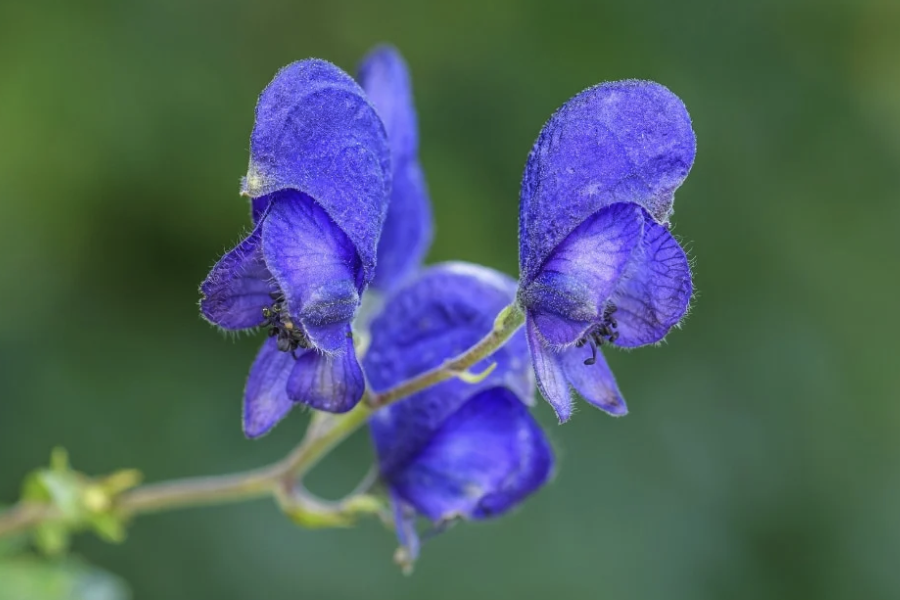 黃花烏頭對生長環境有什么要求，花期在什么時候?