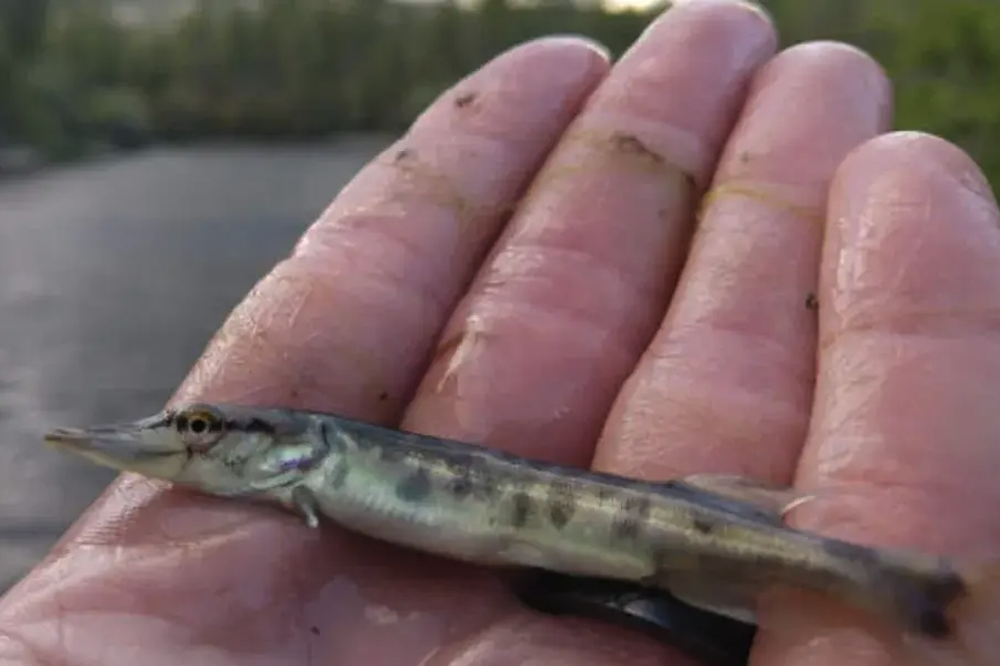 怎么用飛蛸技巧來捕獲北美狗魚?